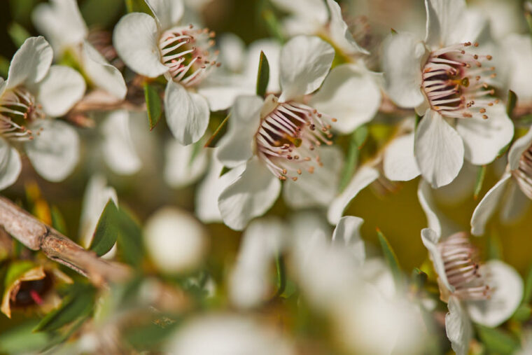 ポウアツマヌカハニーを食べたレビュー 普通のハチミツと味の違いは